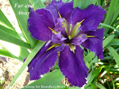 Far and Away 